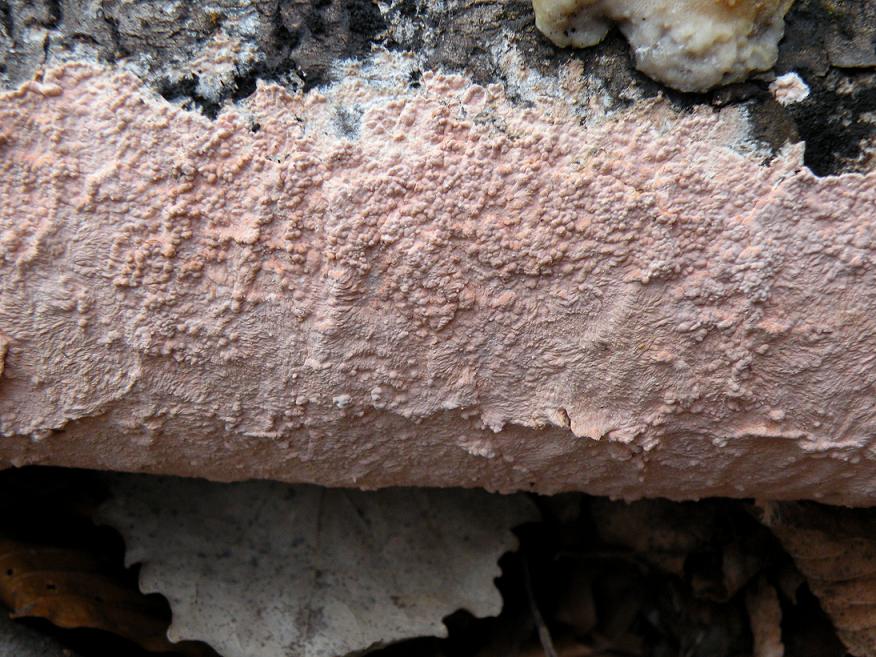 Corticium meridioroseum